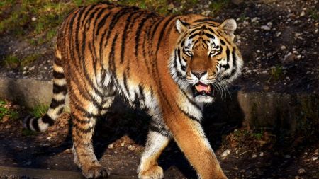 A tiger has emerged as a new threat along the Indo-Nepal border, injuring three people, including a minor, and triggering widespread panic in border villages. (Express Photo)