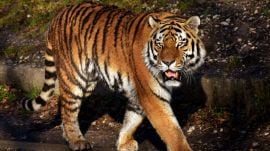 A tiger has emerged as a new threat along the Indo-Nepal border, injuring three people, including a minor, and triggering widespread panic in border villages. (Express Photo)