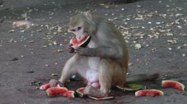 On Monday, Former State Board for Wildlife (SWBL) Member and wildlife photographer wrote to Chief Minister Bhupendra Patel, raising concerns about the sudden emergence of 80-100 monkeys in the Chhodvadi Village near Bhesan, which lies in proximity to the Gir Wildlife Sanctuary. Pandya stressed upon immediate investigation of as to how these monkeys arrived in the region. (File Express Photo by Javed Raja)