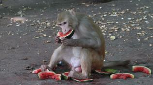 On Monday, Former State Board for Wildlife (SWBL) Member and wildlife photographer wrote to Chief Minister Bhupendra Patel, raising concerns about the sudden emergence of 80-100 monkeys in the Chhodvadi Village near Bhesan, which lies in proximity to the Gir Wildlife Sanctuary. Pandya stressed upon immediate investigation of as to how these monkeys arrived in the region. (File Express Photo by Javed Raja)