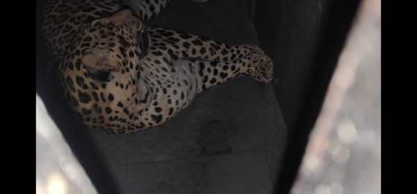 Pune Airport Leopard captured successfully after an 8-hours long multi agency operation. 