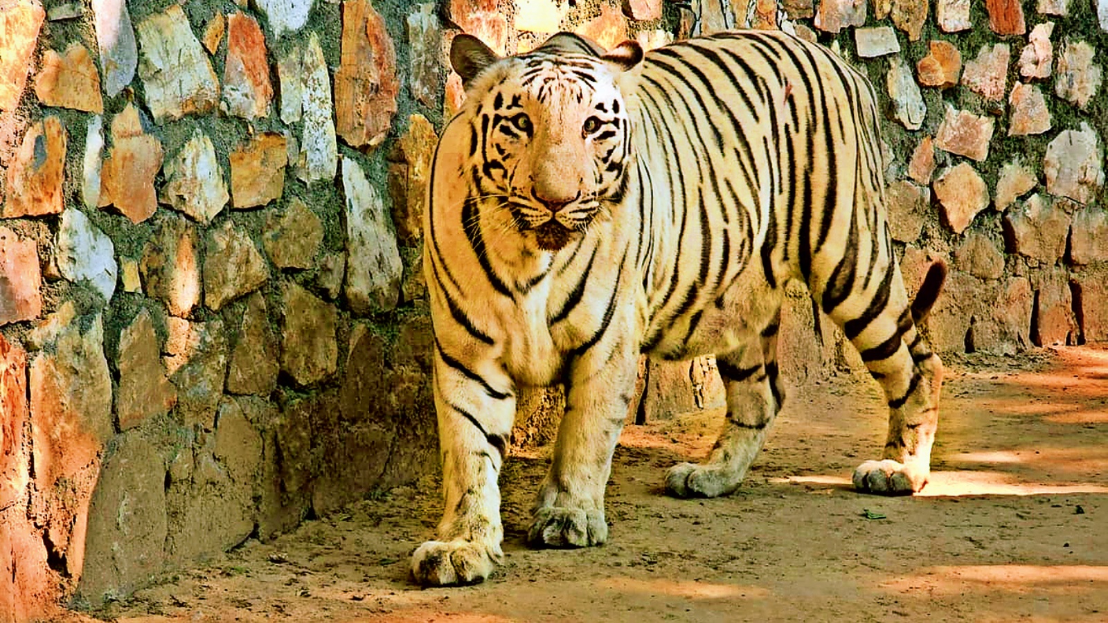 Vadodara Zoo Acquires White Tigers After 40 Years