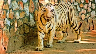 Vadodara zoo gets 2 white tigers, Vadodara zoo gets white tigers, Vadodara zoo, white tigers, Pradhyuman Zoological Park, Indian express news, current affairs