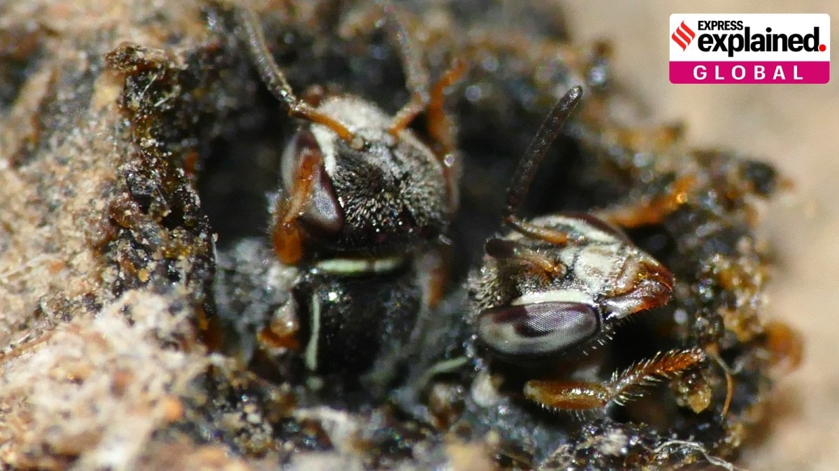 stingless bees