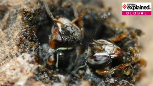 Amazon’s stingless bees become the first insect to be granted legal rights: What does it mean?
