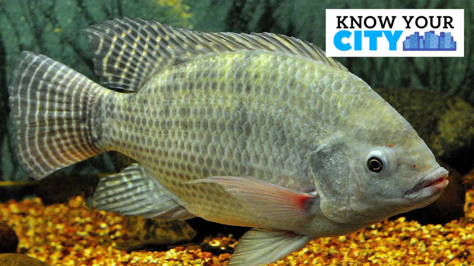 Know Your City: Ecosystems of Bengaluru’s lakes suffering beneath the surface