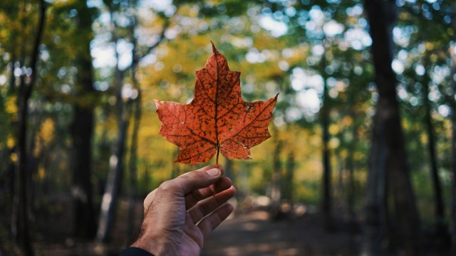 Indians in Canada, apply for canada, how to apply for canadian immigration,
