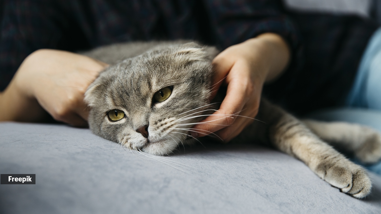 A vet explains why your cat watches you sleep