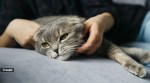 Why cats watch their owners sleep