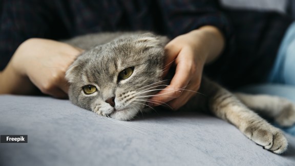 Why cats watch their owners sleep