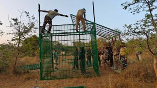 Cage being deployed near Nanjadevapura village in Chamarajanagar district to capture the five tigers.