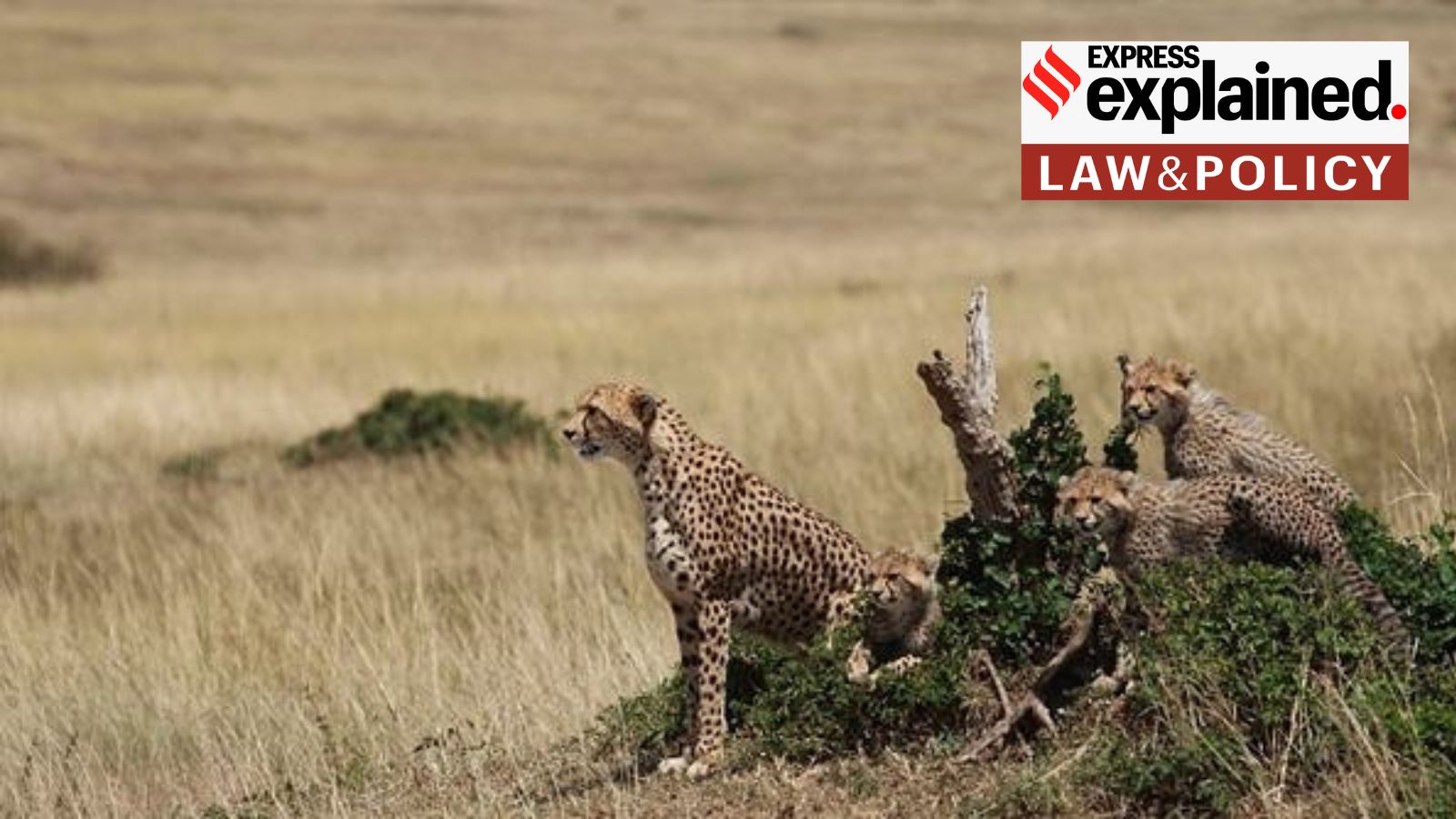 Photographer sues Zee for Rs 18-crore over 12-second cheetah video