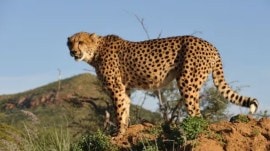cheetah
