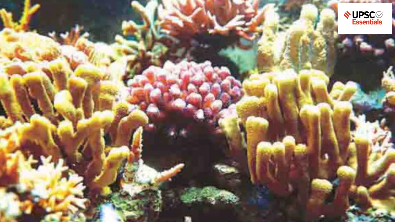 UPSC Essentials | Daily subject-wise quiz : Environment and Geography MCQs on coral reefs, volcanic ash, beaked whales and more (Week 139)