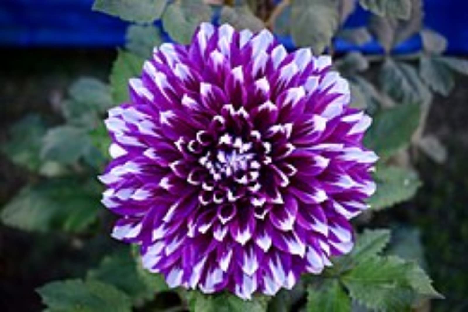 Dahlia