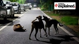 Rabies vaccine, dog bites