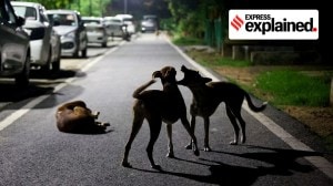 Rabies vaccine, dog bites