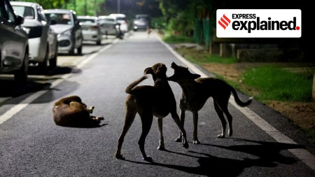 Rabies vaccine, dog bites