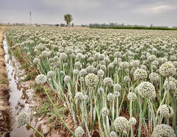 saini's onion bulbs