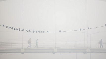 Severe cold grips Punjab, Severe cold grips Haryana, India Meteorological Department, dense fog, Indian express news, current affairs