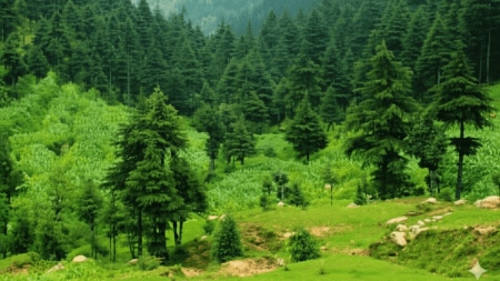 During the visit, the scientists carried out a detailed assessment of the affected trees and collected soil and plant tissue samples for further examination.