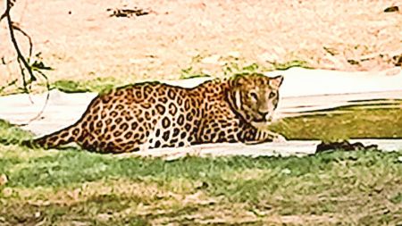 AI-generated leopard scares, pune AI-generated leopard scares, AI-generated leopard scares trigger panic, Pune Forest Department, leopard scares, Pune news, Pune, Maharashtra news, Indian express, current affairs