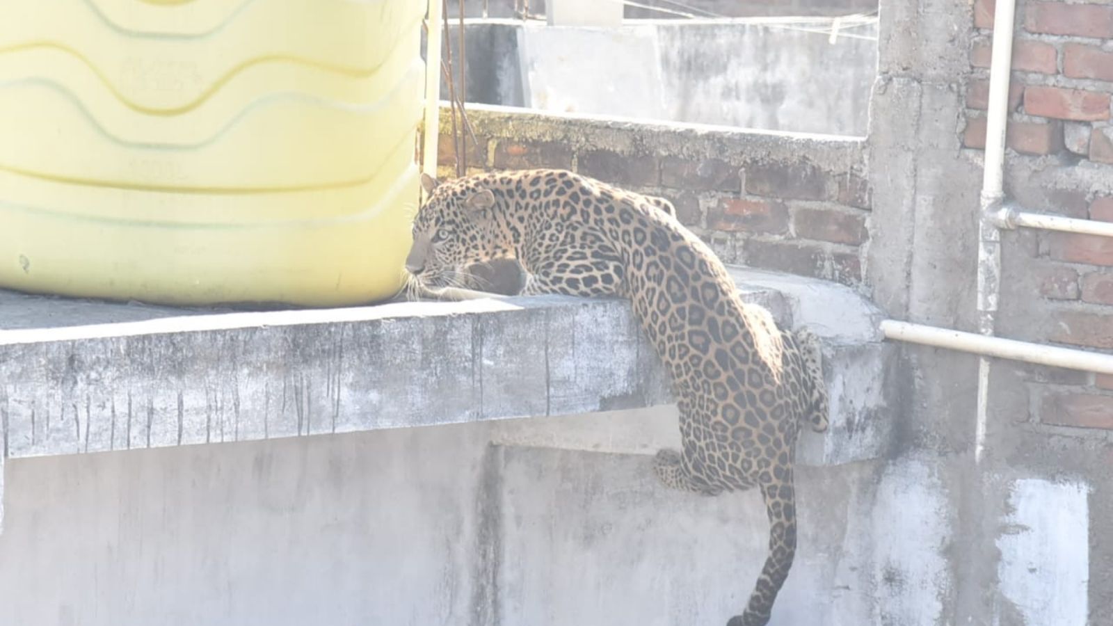 Forest Minister Ganesh Naik visited the residents attacked by the leopard and told the media that they were all out of danger.