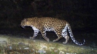 The area, located in the vicinity of Shirur taluka of Pune district, has seen a sharp rise in human – leopard conflict, causing deaths of at least three people, including two children, in the last three months.