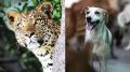 90k stray dogs in Mumbai; goats worth Rs 1 crore for leopards: Maharashtra MLAs debate human-animal conflict