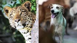 leopard, dog, maharashtra