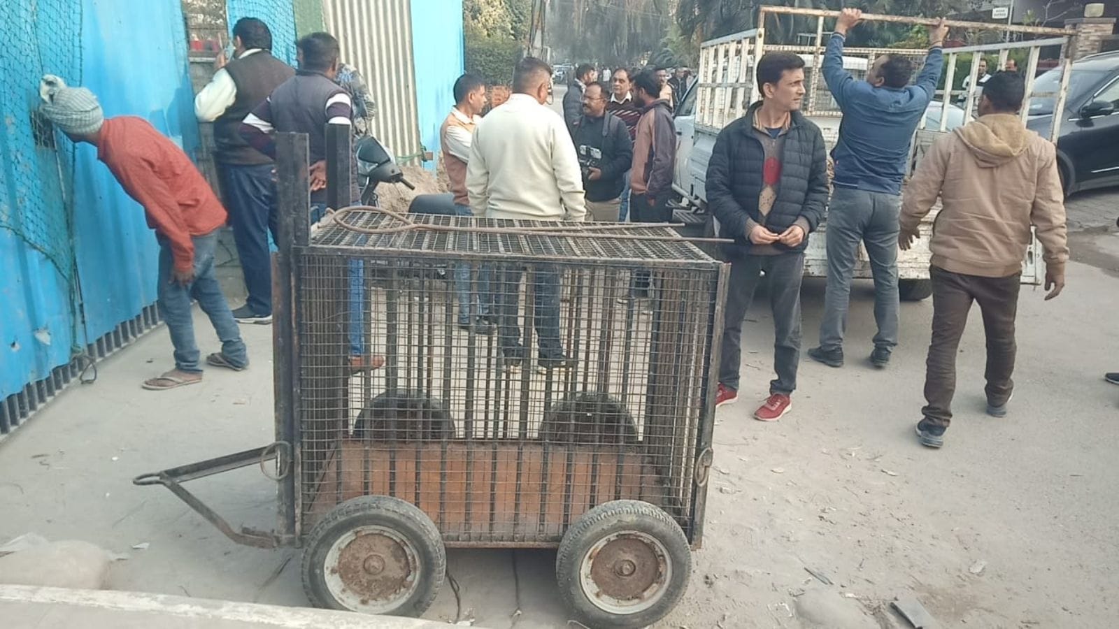 leopard, Panchkula, Haryana, Sector 6, residential locality,