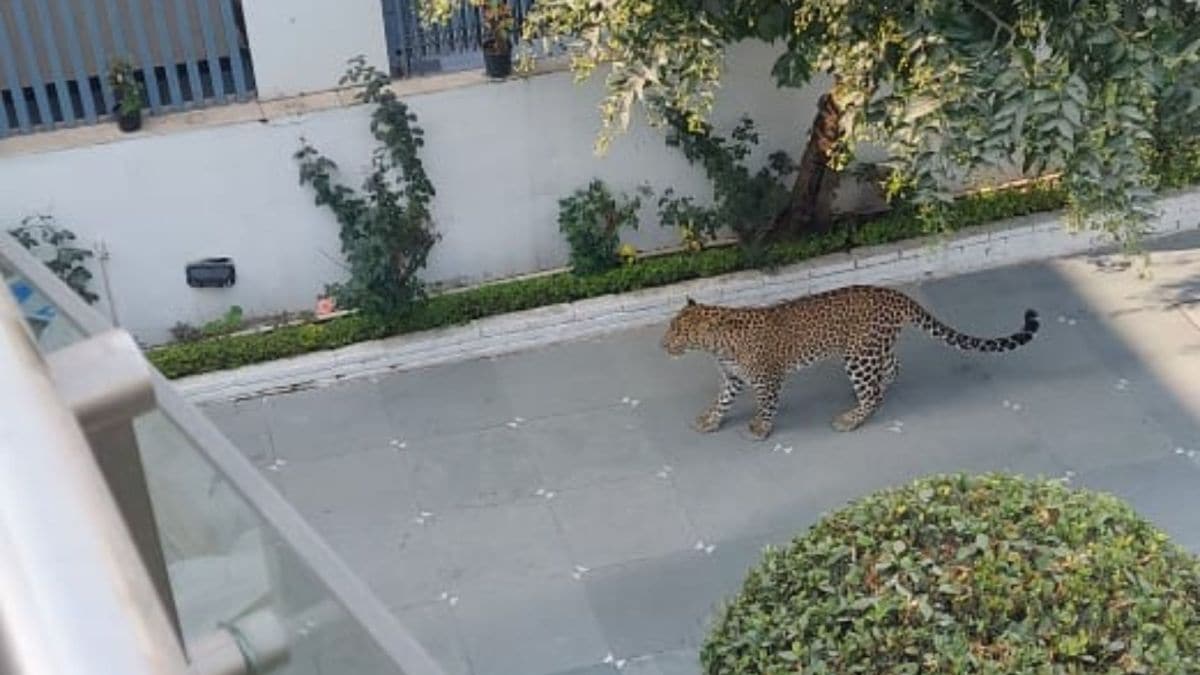 leopard, Panchkula, Haryana, Sector 6, residential locality,