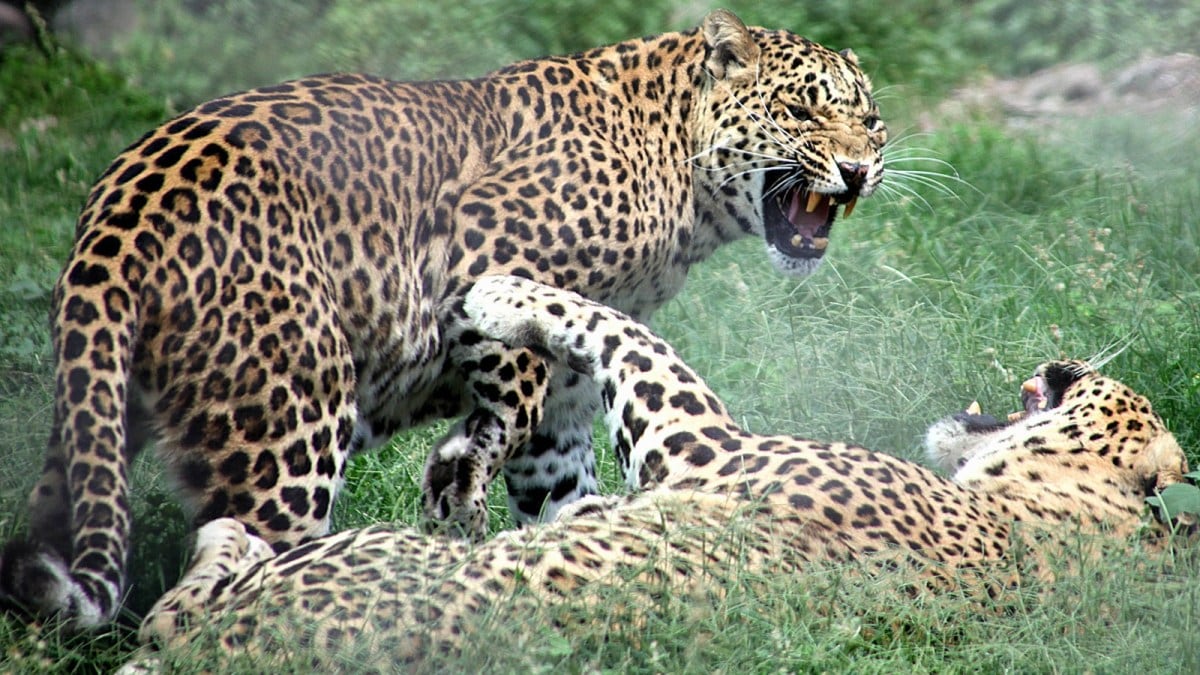 Leopards at Chhatbir Zoo