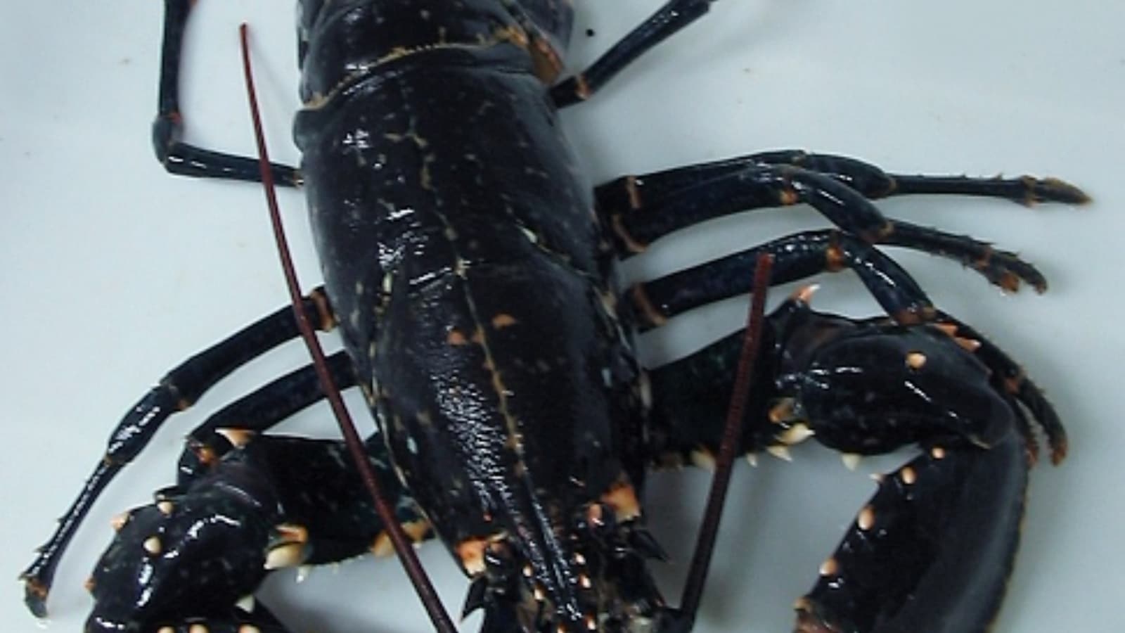 4 animals that defy ageing