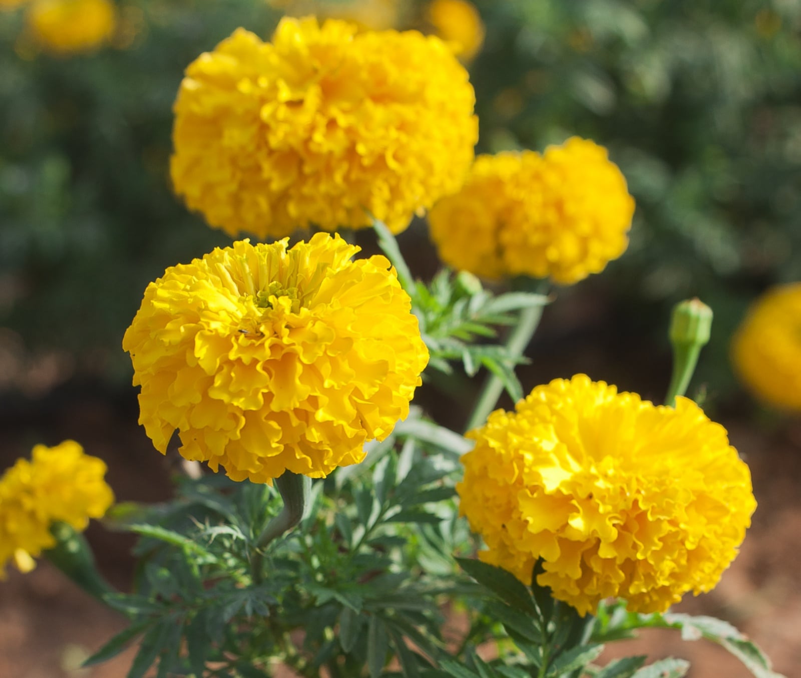 Marigold
