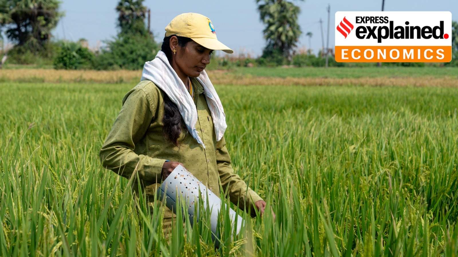 How carbon credits can be a new and climate-smart revenue source for India’s rice farmers
