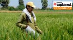 A perforated tube to monitor water levels in a rice field in Telangana.