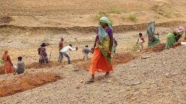 Although the approved labour budget for Himachal under MGNREGA by the Government of India has declined from Rs 330 lakh in the financial year 2020-21 to Rs 250 lakh in 2025-26, the share of women in total person-days remained largely intact, ranging between 61.05 per cent in 2020-21 and 63.22 per cent in 2025-26.