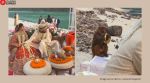 monkey crash wedding in rishikesh