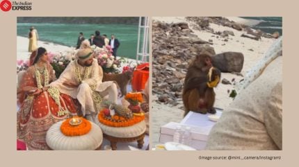 monkey crash wedding in rishikesh