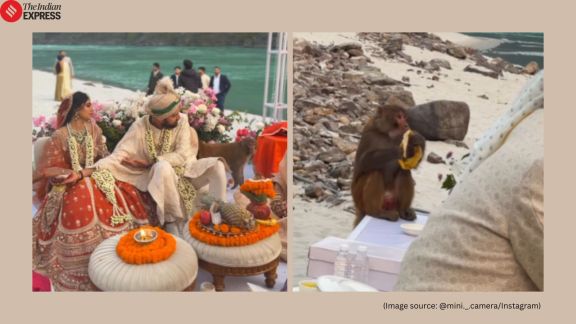 monkey crash wedding in rishikesh