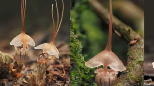 UPSC Essentials | Daily subject-wise quiz : Science and Technology