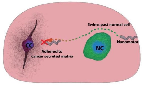Nanobot attaching to a cancer cell