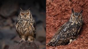 The rock eagle owl is a Schedule I animal, on the endangered list. Adept at camouflage, it is hard to spot. It’s harder still to spot its nest.