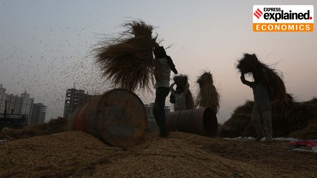 paddy, paddy crop, rice production, rice domestic producers,US Agriculture Secretary Brooke Rollins and Treasury Secretary Scott Bessent, Indian express news, current affairs