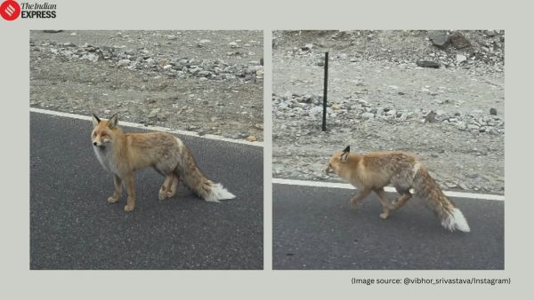 Red Fox Pangong Tso