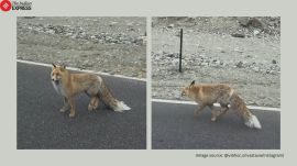 Red Fox Pangong Tso