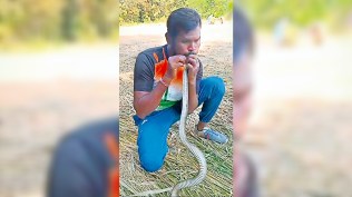 Wildlife rescuer, Wildlife rescuer gives CPR to resuscitate snake, snake suffers electric shock, Valsad, Surat, Ahmedabad news, Gujarat news, Indian express, current affairs