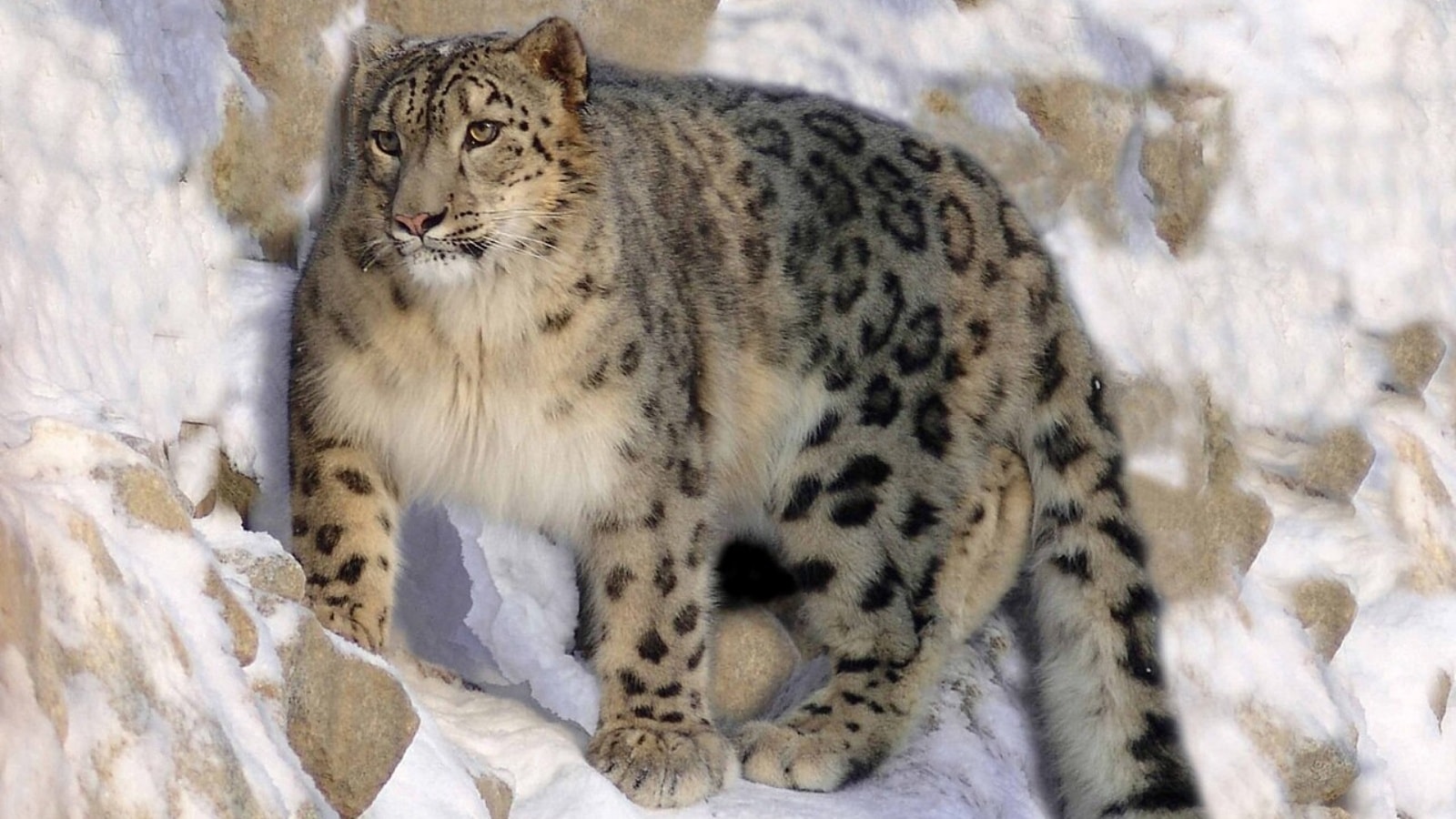 A snow leopard