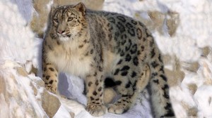 A snow leopard